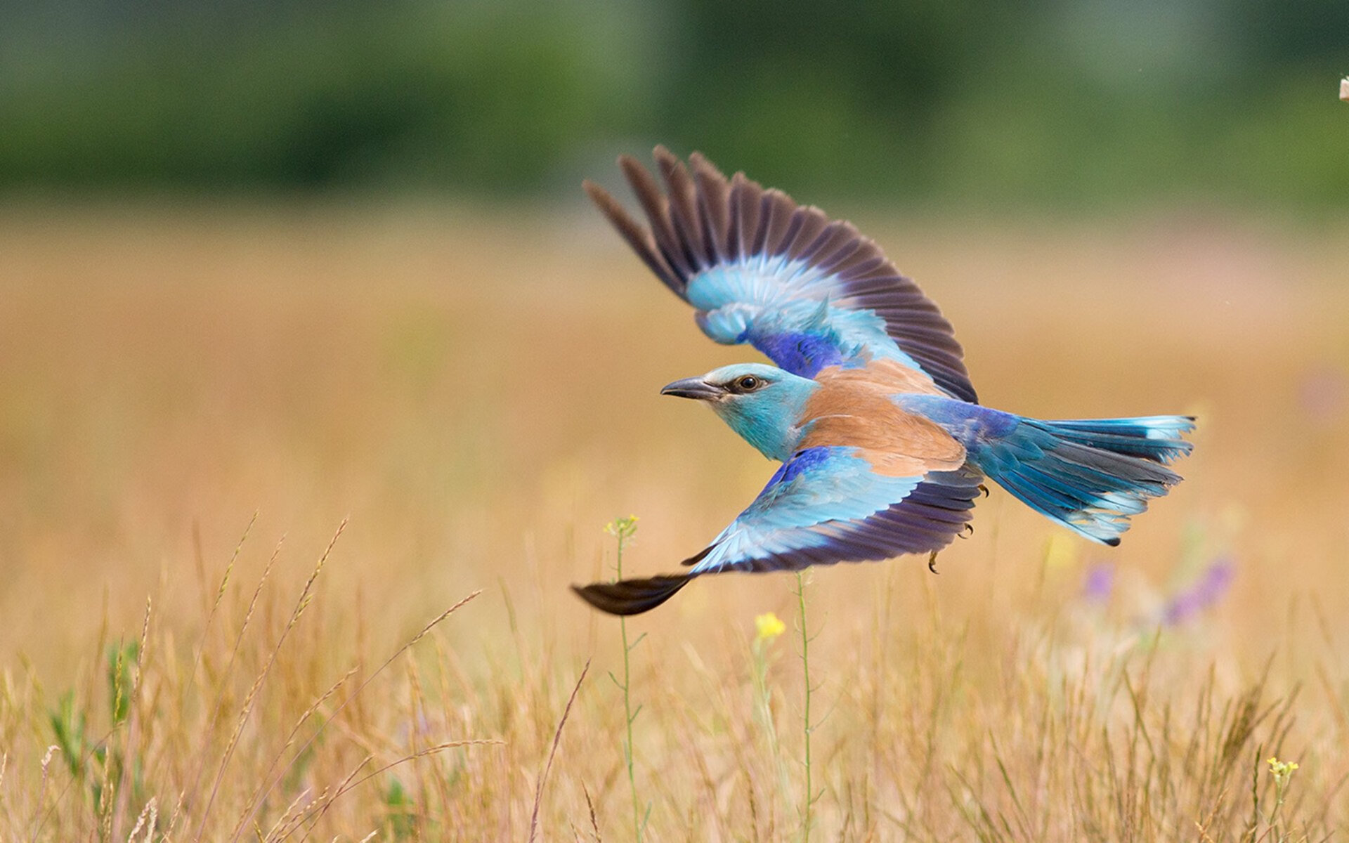 迈凯轮宣布新技术研发计划,追赶领先者,迈凯轮全新