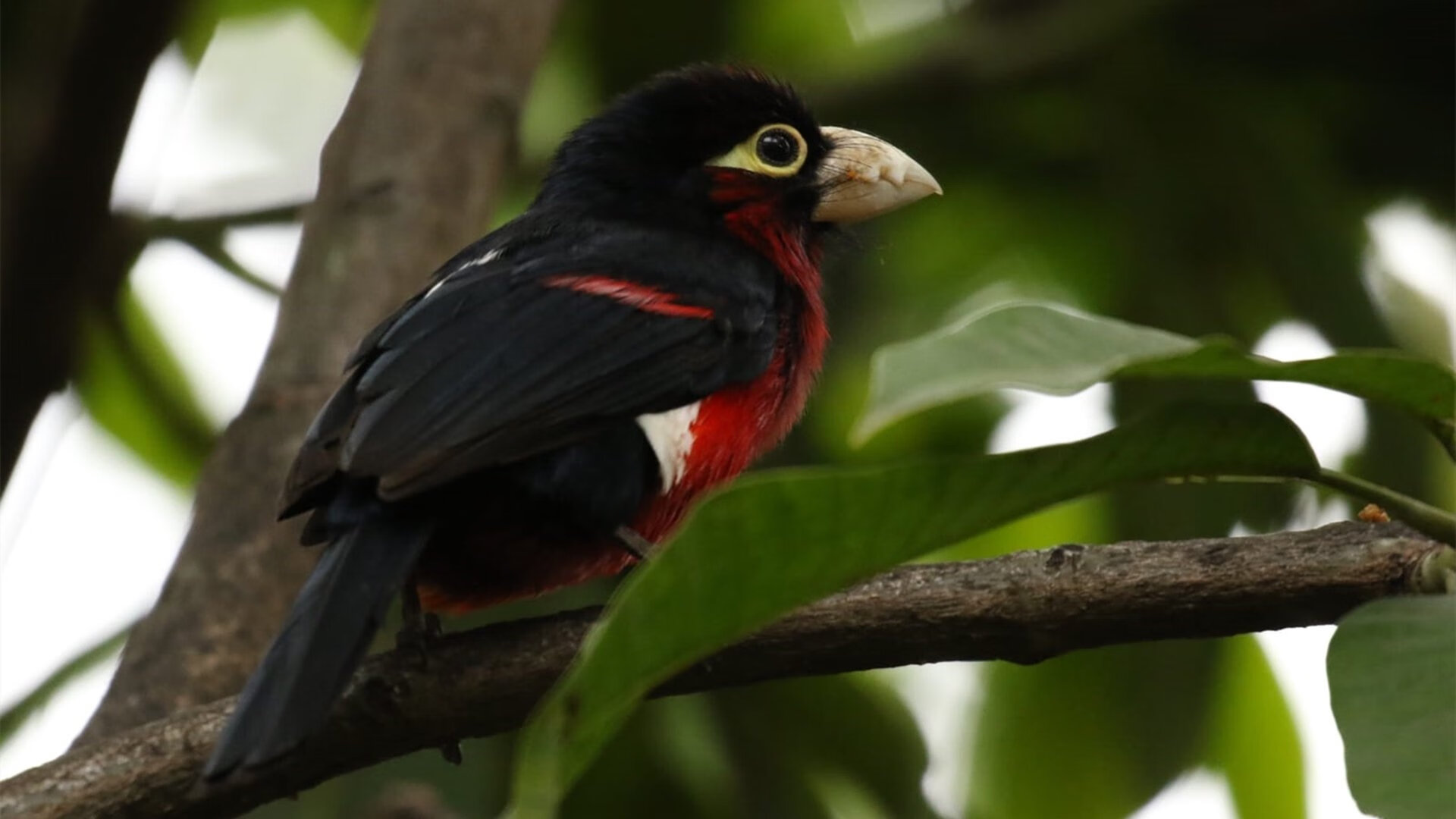 转会市场：国际米兰瞄准欧洲顶尖中场，国际米兰欧冠分组