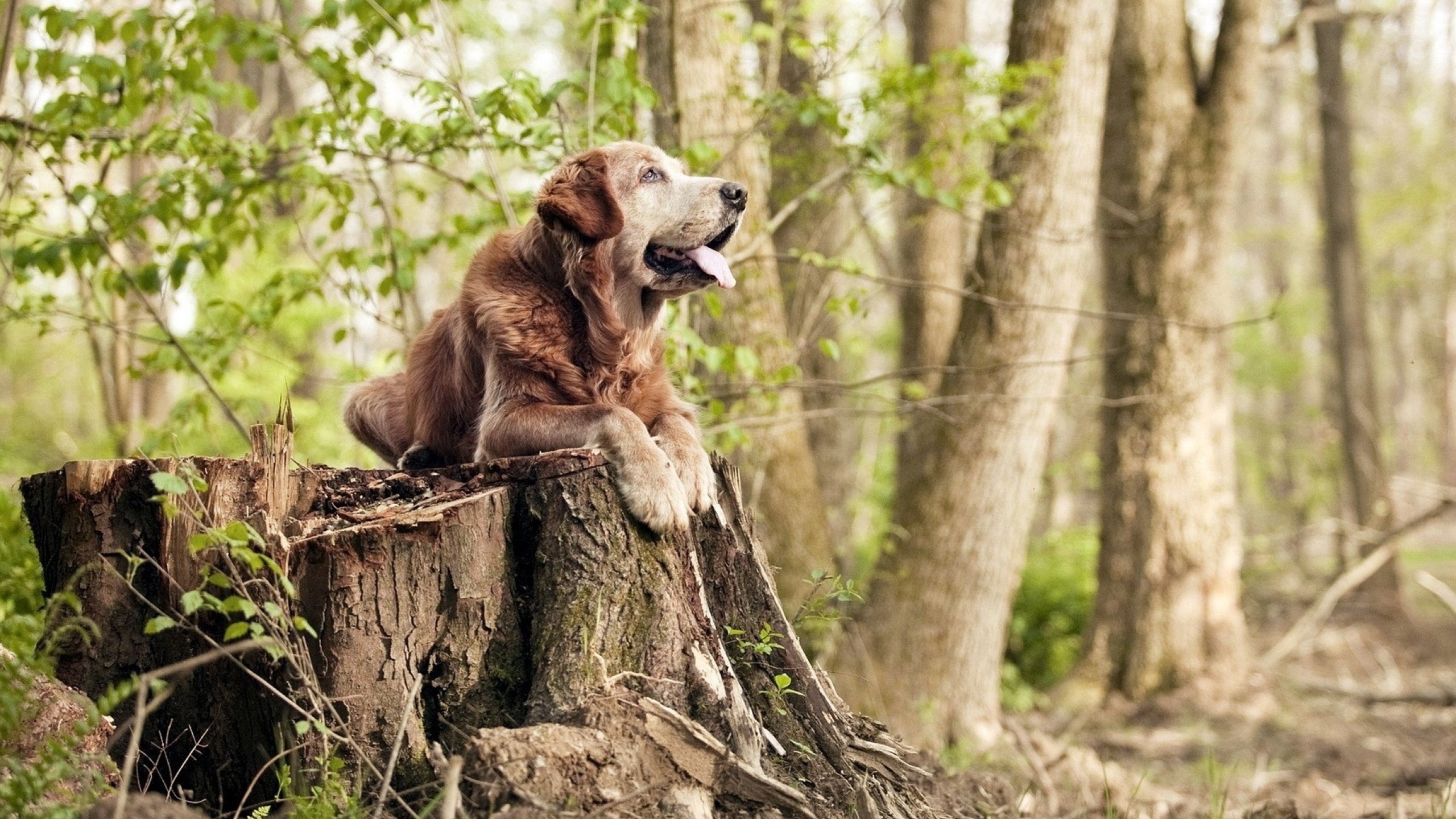 上海海港签下国际新援，上海海港新外援受伤