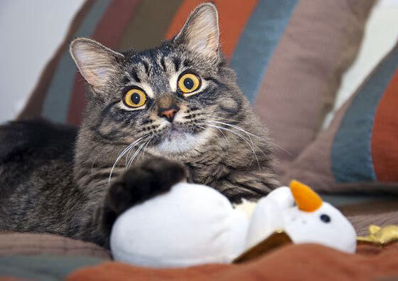 中国队在巴黎奥运会比赛中多次利用边路进攻，里约奥运会中国打巴西