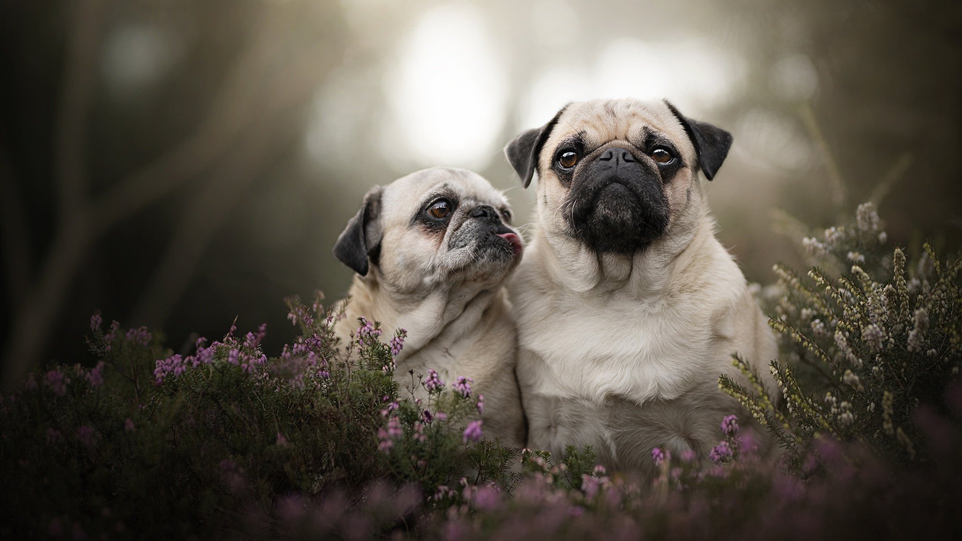 意大利女子团体追逐赛获得银牌,意大利女子19年11...