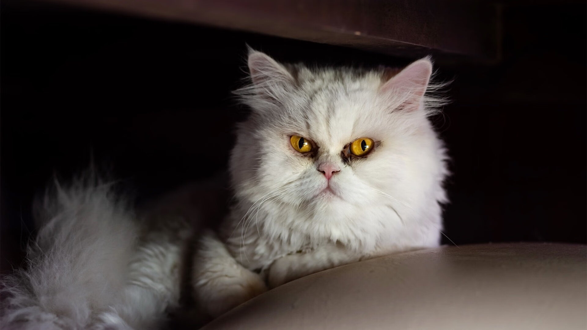 爱游戏官网-朗斯新援表现超预期，队内竞争异常激烈，朗斯怎么样