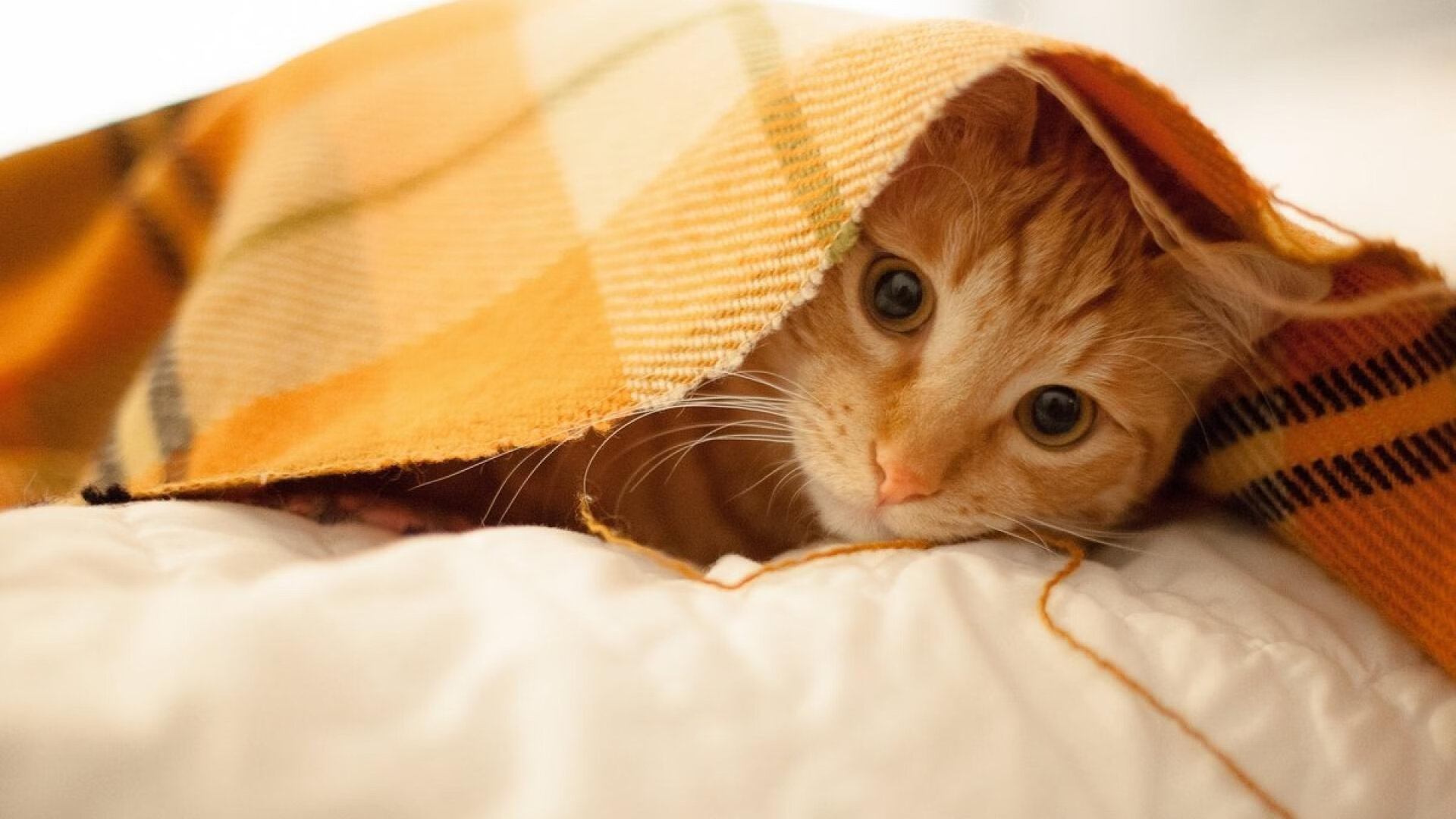 朗斯新援表现超预期,队内竞争异常激烈,朗斯怎么样