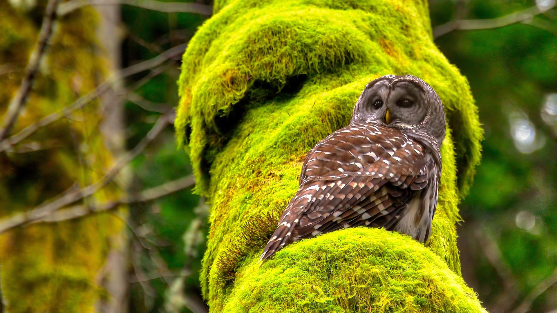 AYX体育官网-沙尔克升入德乙，球迷期待回顶级，沙尔克04德乙