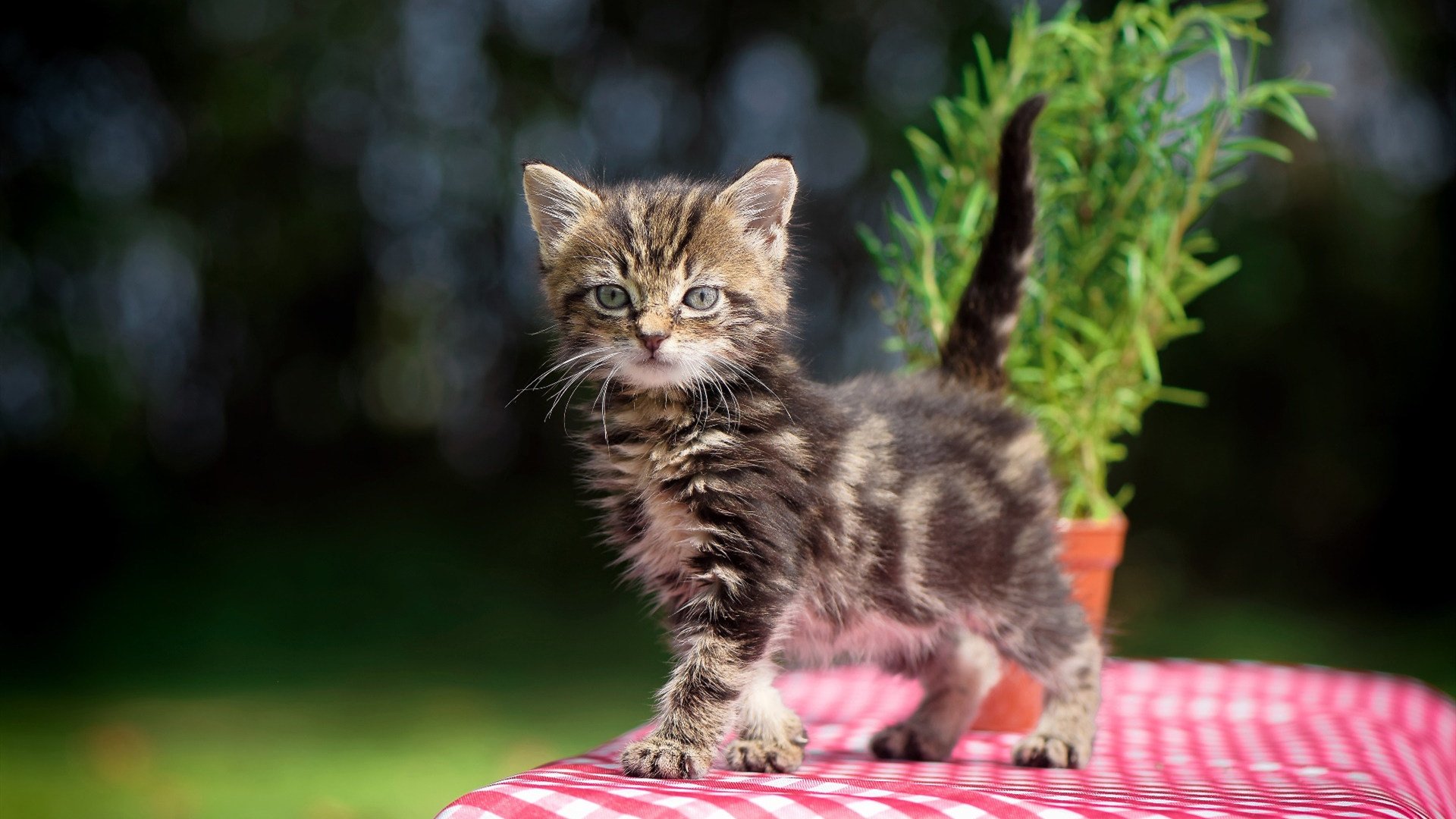 爱游戏娱乐-波兰战胜奥地利，生死战晋级欧国赛八强，波兰对奥地利比分