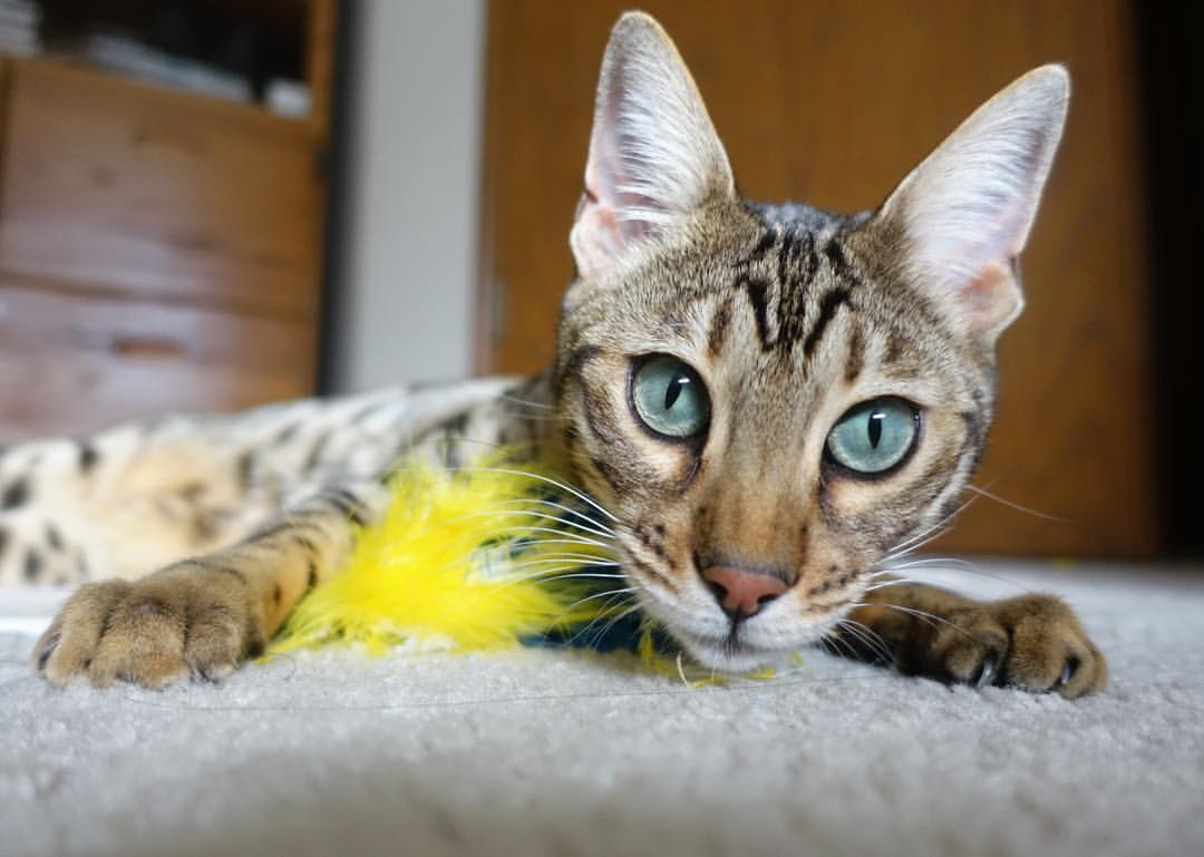 激情四射!豪门球队之间的对决引发关注,豪门足球贴吧