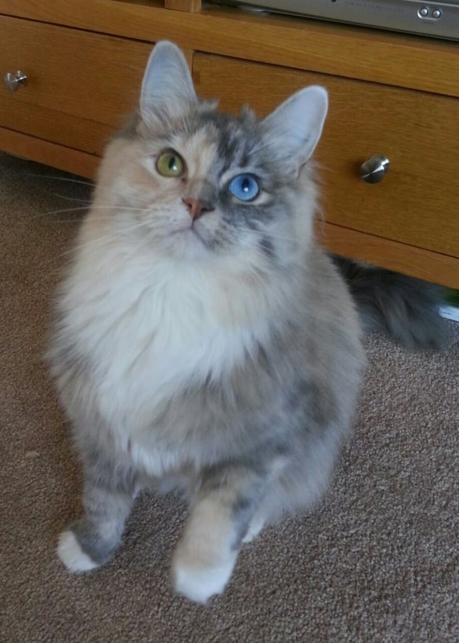 爱游戏官网-猛龙大胜灰熊，伦纳德风采再现成就王者，猛龙官方致敬伦纳德视频