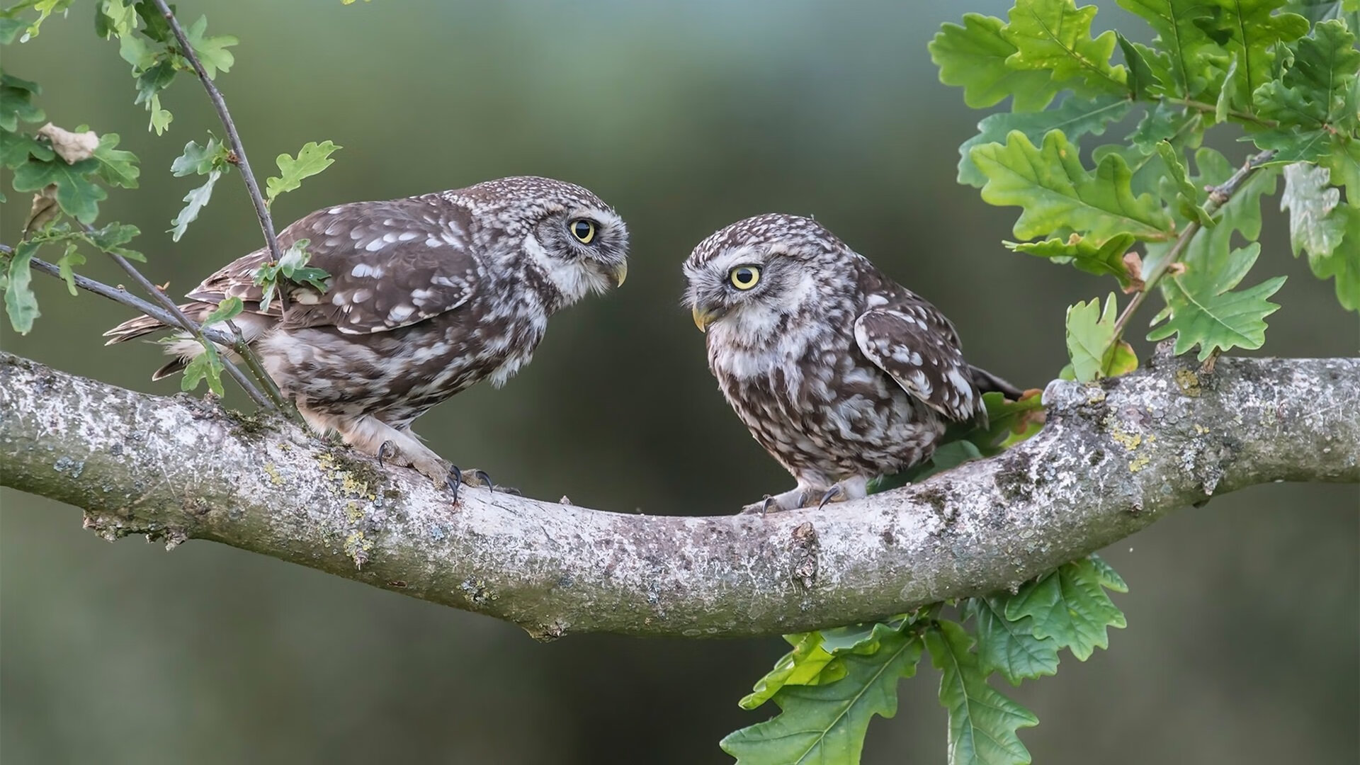 爱游戏中国官方网站平台-瑞士队力克对手，成功跻身欧洲杯正赛，瑞士队欧洲杯小组赛比分