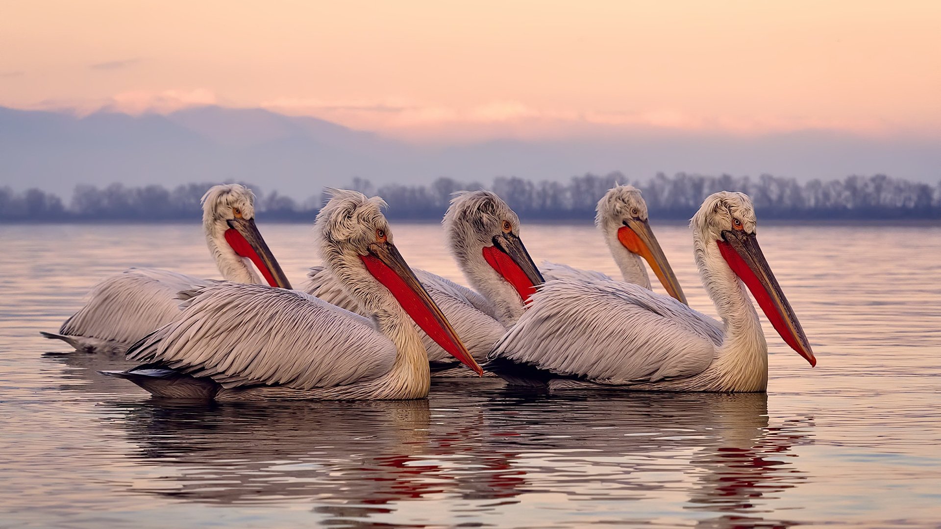 爱游戏综合娱乐-葡萄牙国家队士气高涨，凭借进攻力取胜，葡萄牙国家队实力分析