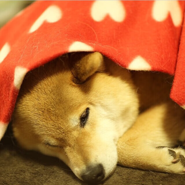 爱游戏中国官方登录入口网站-中国篮球教练员执教理念转型及培训体系构建，中国篮球教练员等级划分标准