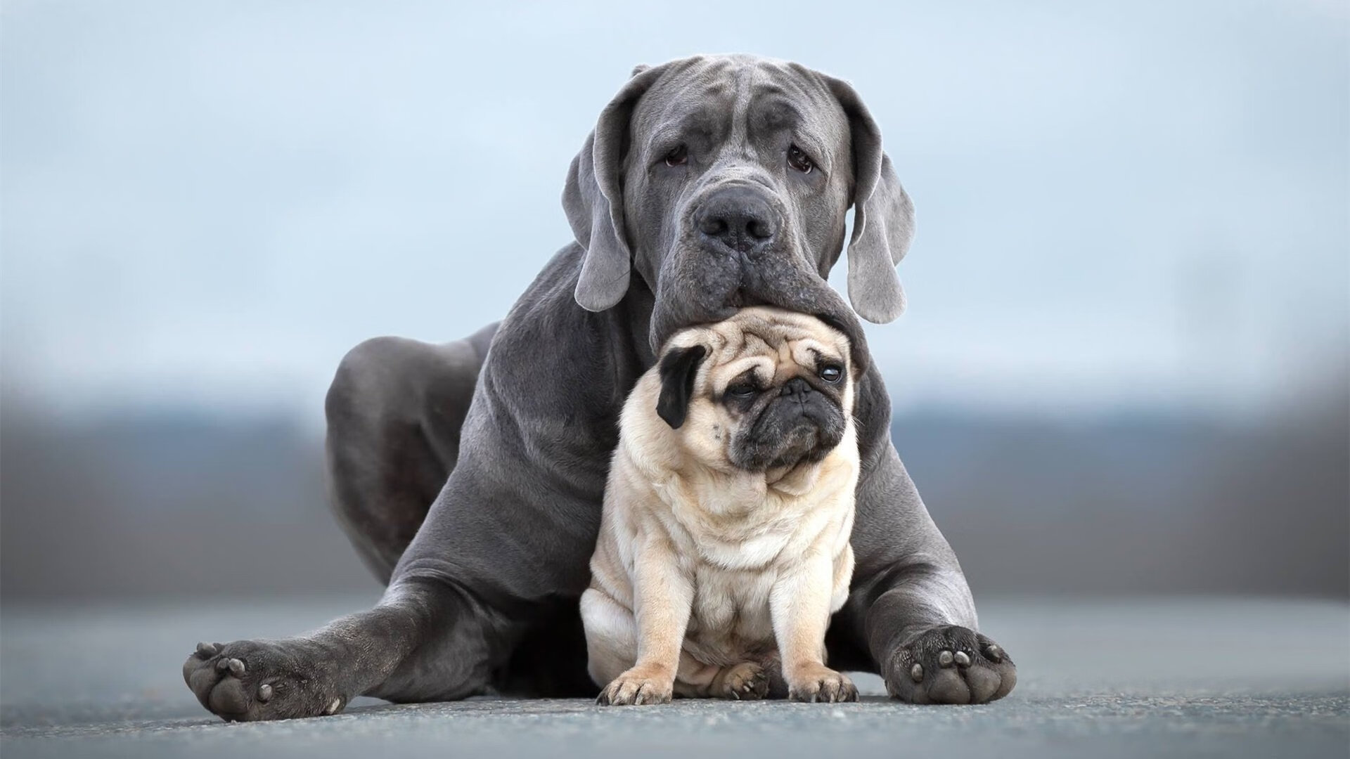 中国篮球教练员执教理念转型及培训体系构建,中国篮球教练员等级划分标准