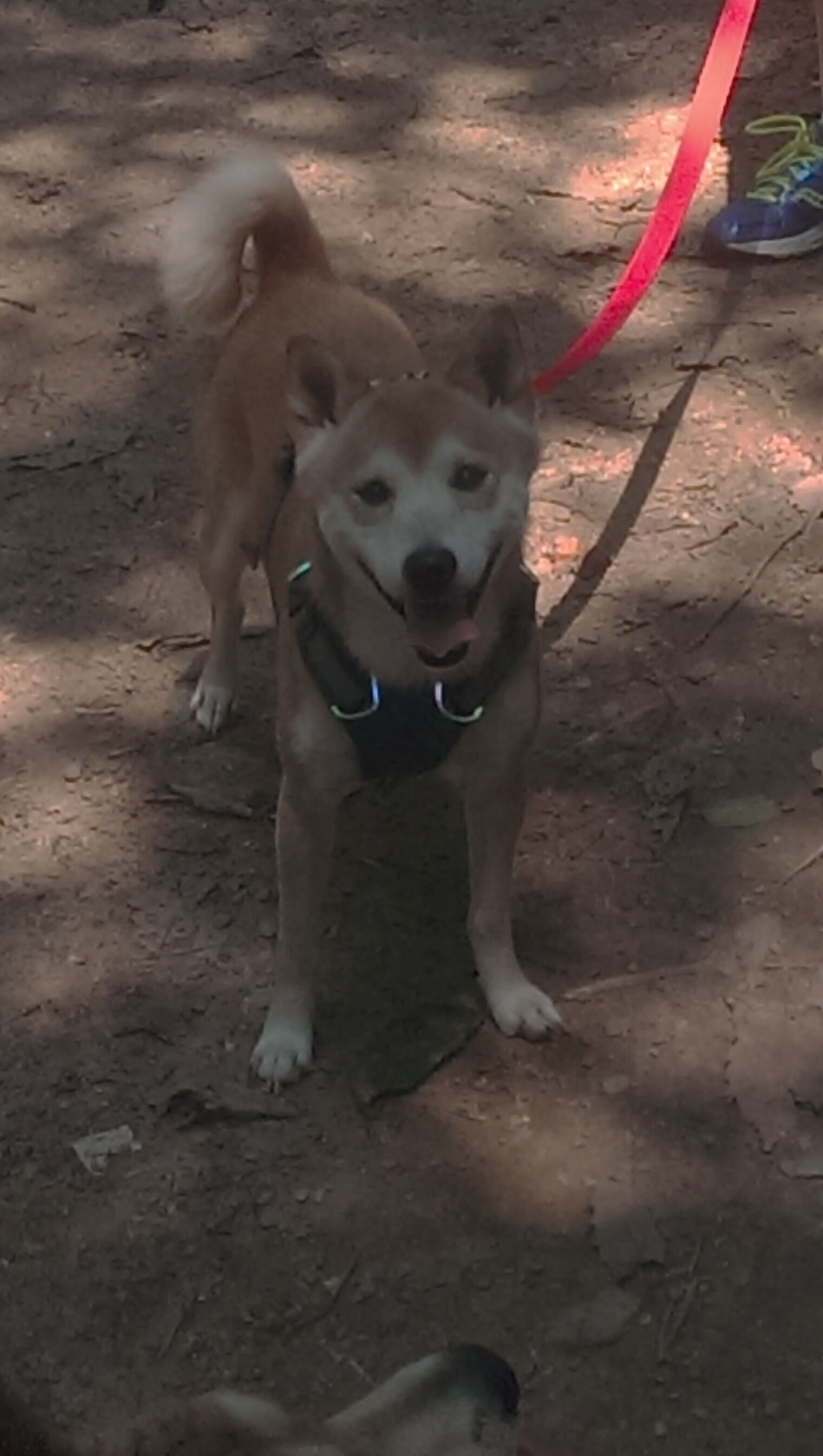 CBA赛场频现绝杀球 引爆观众热情,cba2020-2021绝杀