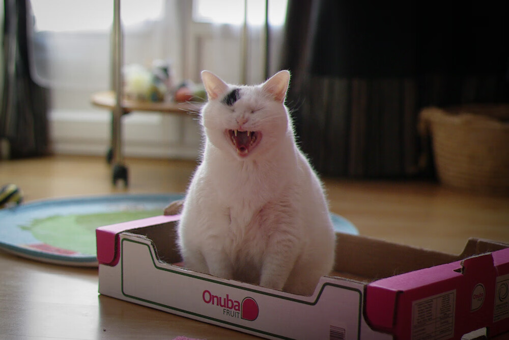 世界围棋赛吸引青少年关注推动普及教育,世界围棋大赛视频讲解