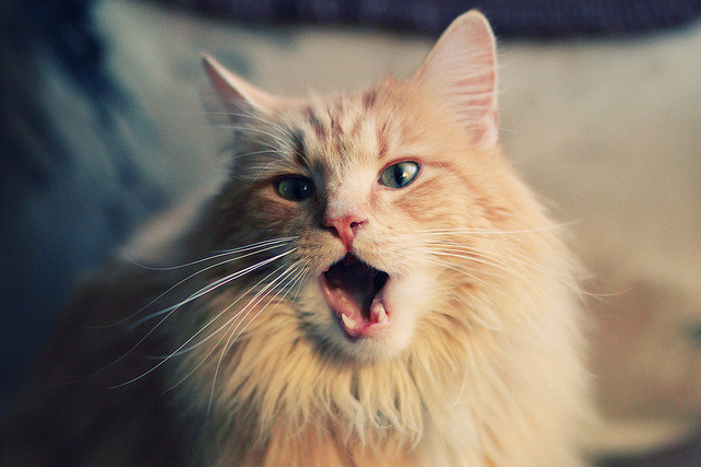 AYX GAMING-“牛仔3K亲子跑：香港赛道上的家庭欢乐时光”