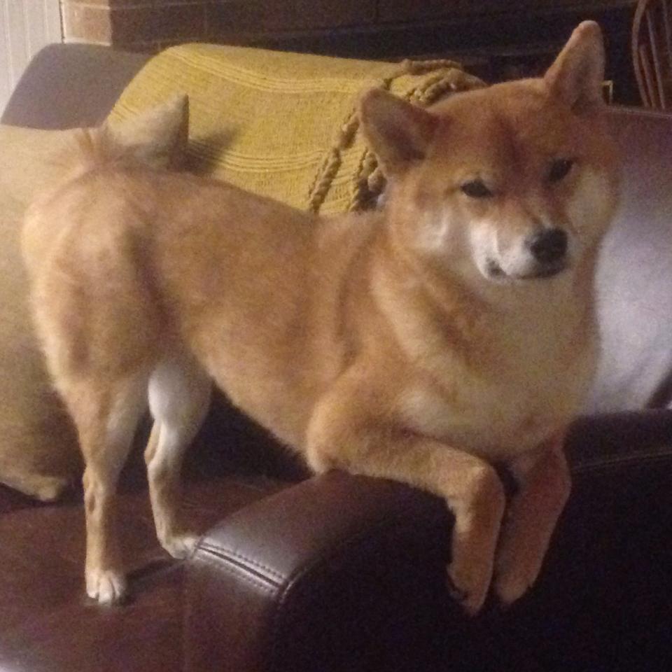 体育新闻中心推动体育赛事云计算直播平台建设，体育云信息平台管理系统