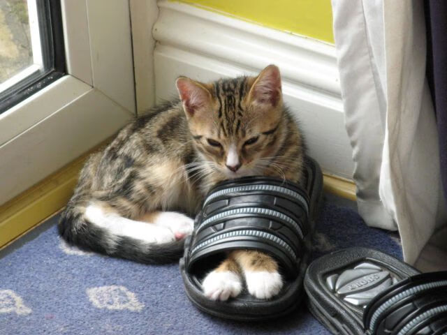 德国队在2024年混合团体世界杯中的精彩战术运用,德国队2022世界杯预选赛