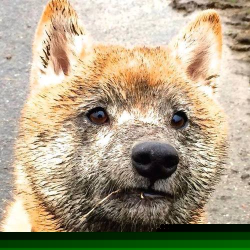 AYX SPORTS-男队勇闯世界强队包围圈