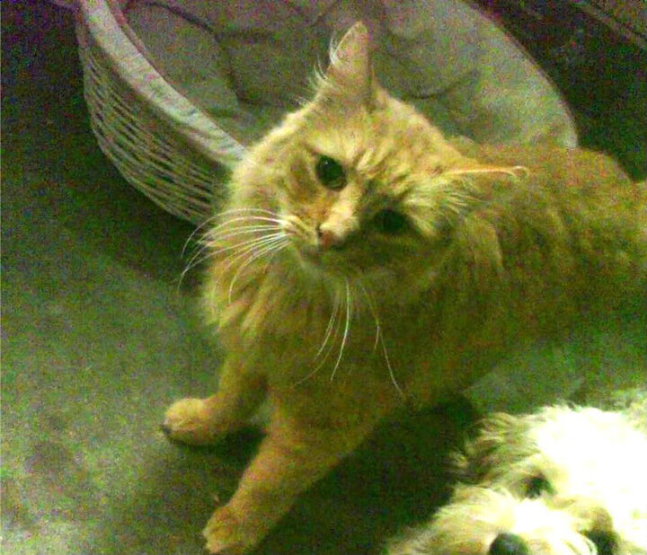 爱游戏-中国男篮实施科学恢复计划减少伤病风险，中国男篮状况