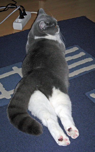 国际青少年足球合作计划推动全球青训体系建设迈上新台阶,2021国际青少年足球邀请赛