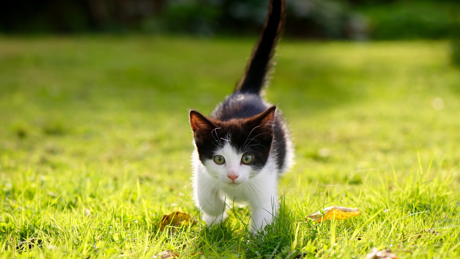 国家队高海拔训练计划正式实施提升比赛耐力储备,高海拔主场