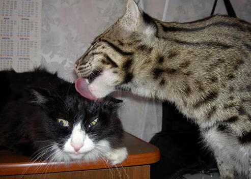 威尔士橄榄球赛事成为全球品牌合作新平台,威尔士输球