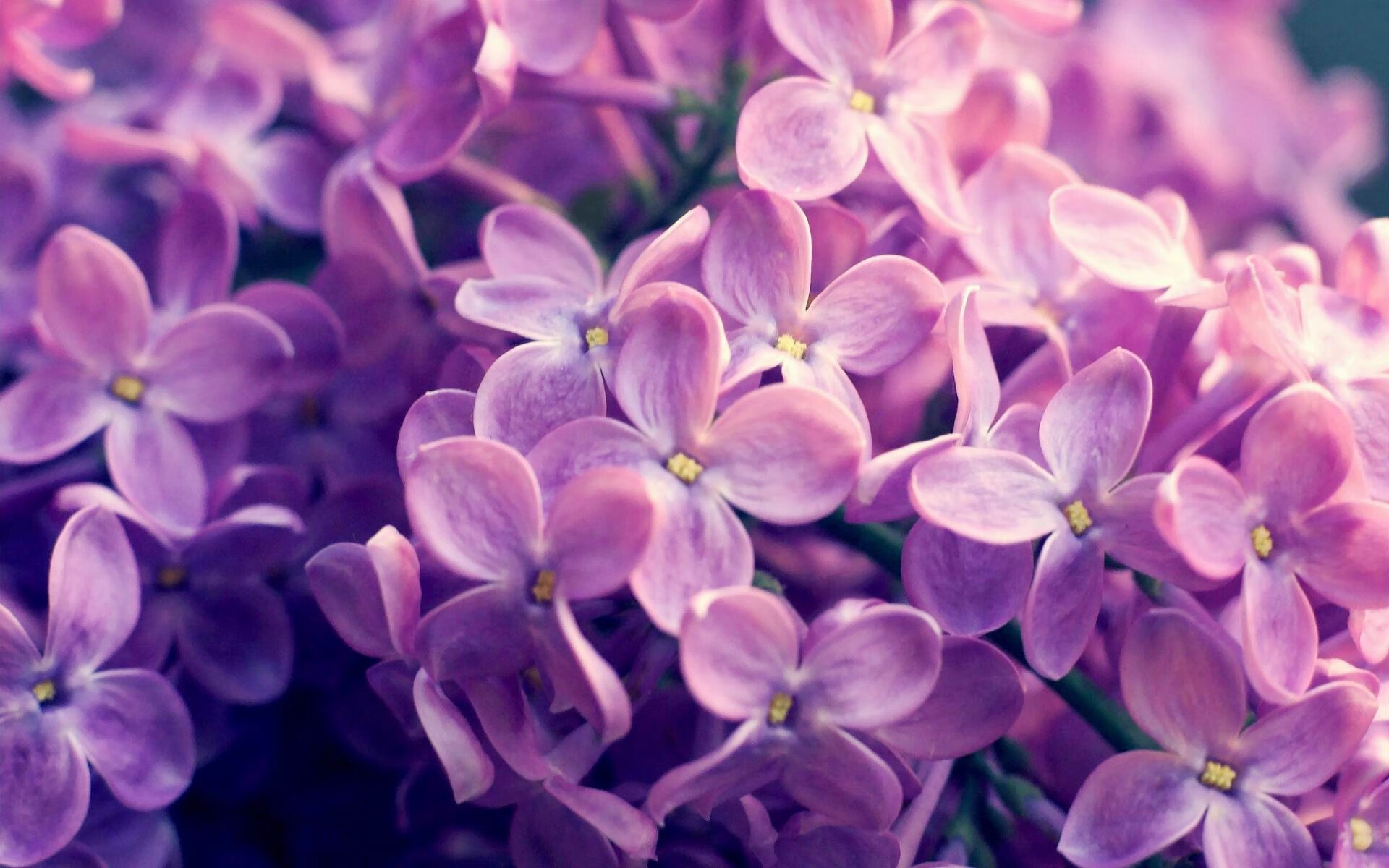 布克突破能力大幅提升制造多次罚球机会,布克效力过哪些球队