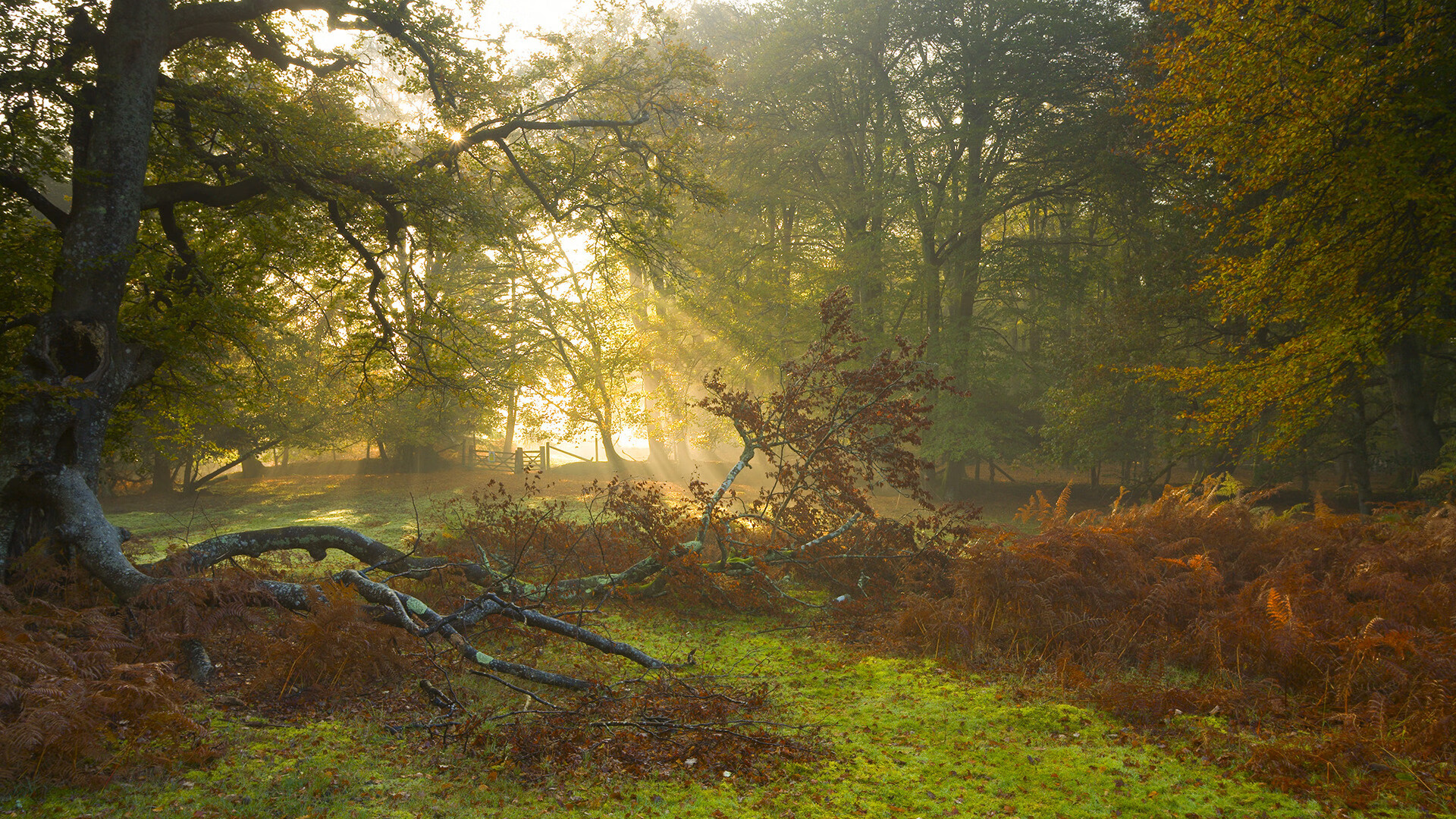 张雨霏带领接力队伍刷新亚洲纪录,张雨霏临时参加接力
