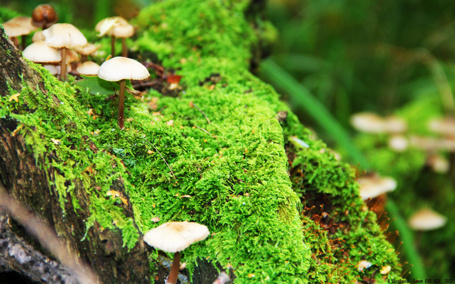 法国橄榄球青训的快速发展,推动体育项目全面发展,法国男子橄榄球队日历