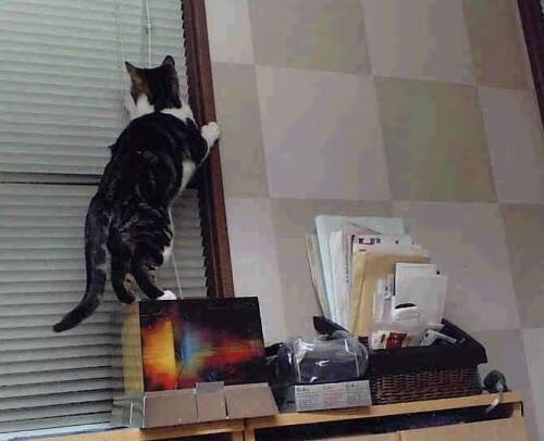 爱游戏电竞官网-皮特·斯图斯领衔南非防线，带领羚羊队冲击冠军