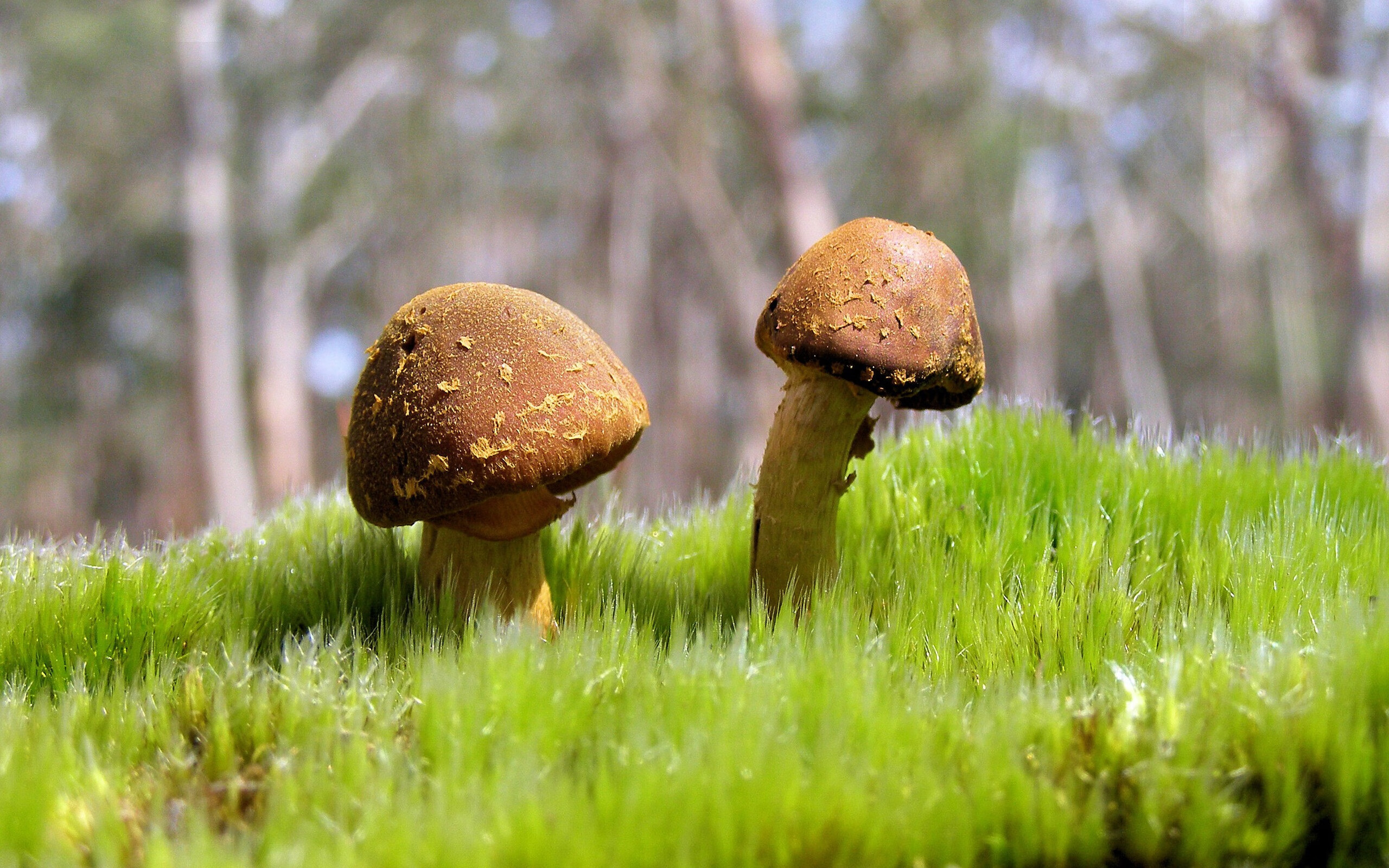 马里女篮在非洲锦标赛中表现卓越,成为篮球新兴力量,非洲杯马里国家队名单